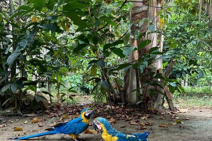 4-Hour Amazon Rainforest Hike from Manaus: Guided Jungle Trek & Canoe Transfer