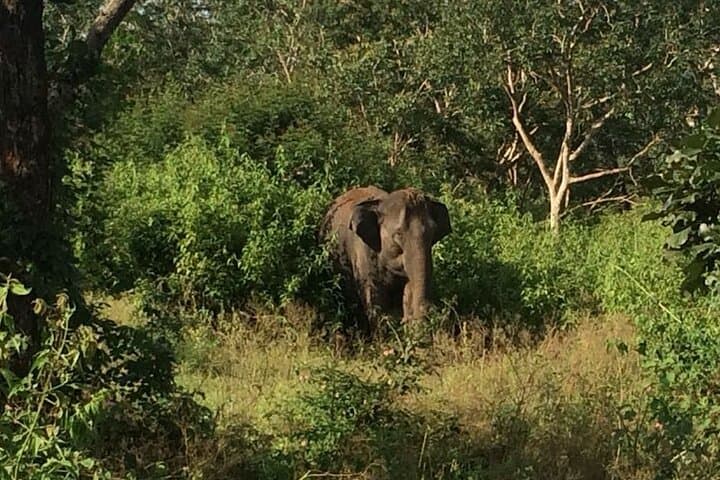 2-Day Bandipur Wildlife and Mysore Palace Tour from Bangalore photo 2