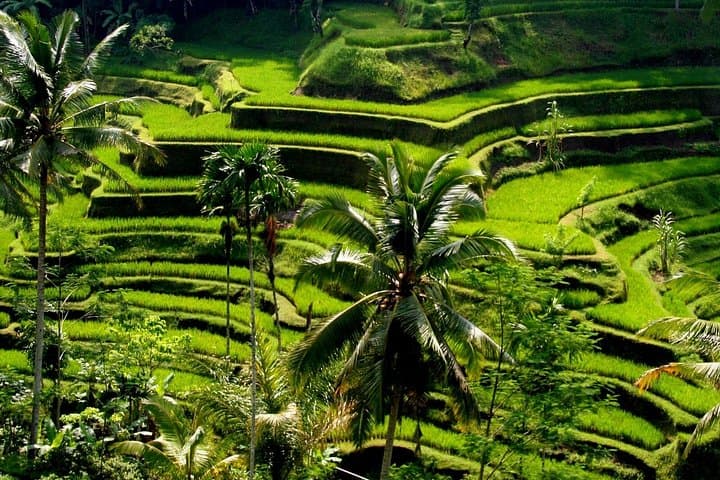 Best of Ubud: Waterfalls, Tegalalang Rice Terraces & Campuhan Ridge Walk photo 4