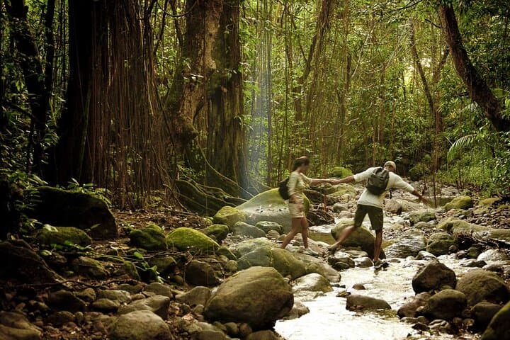 Wingfield Rainforest & Old Road History: Guided Rainforest Walk in St. Kitts