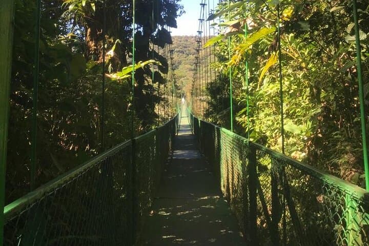 Monteverde Cloud Forest and Coffee Tour Shore Excursion: Hanging Bridges & Farm Visit photo 3