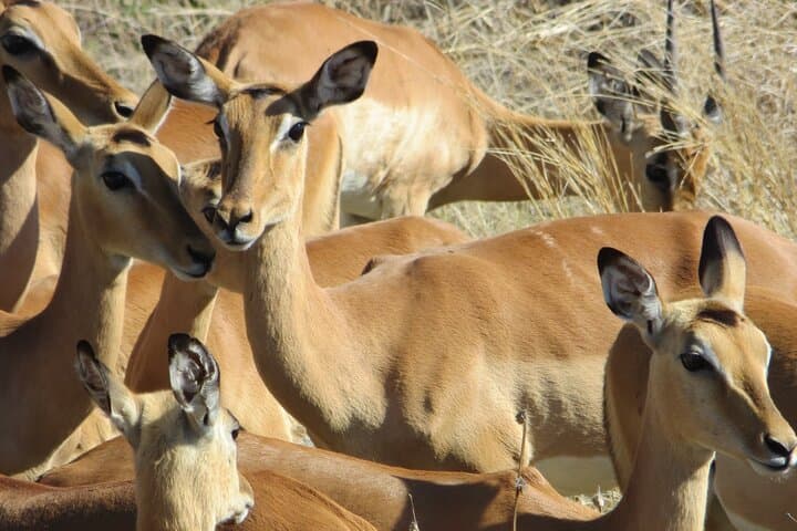 Victoria Falls Combo: 3–4 Day Big Five, Helicopter & Chobe Safari photo 2