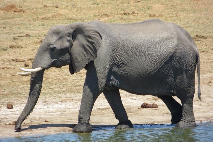 Chobe Full Day Safari from Victoria Falls — Game Drive & River Cruise