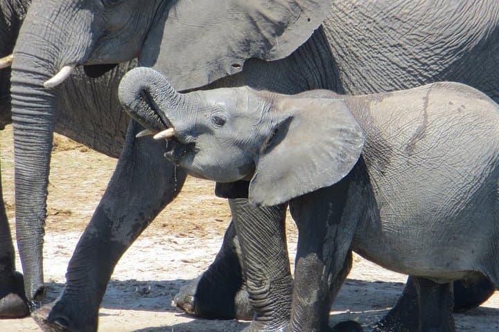 Chobe Full Day Safari from Victoria Falls — Game Drive & River Cruise photo 2