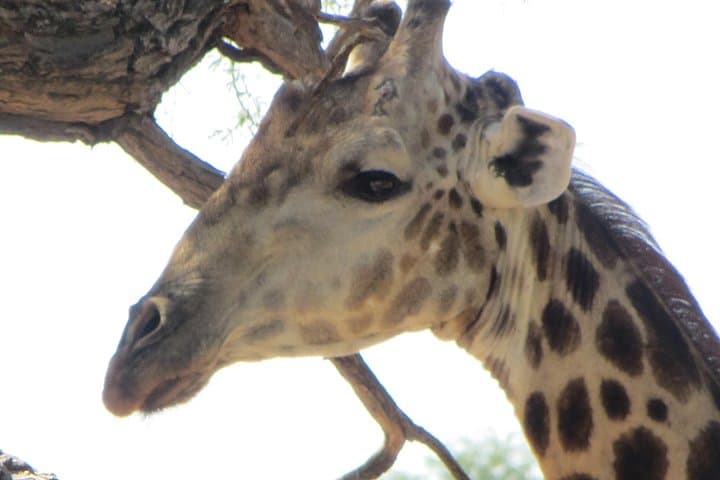 Chobe Full Day Safari from Victoria Falls — Game Drive & River Cruise photo 3