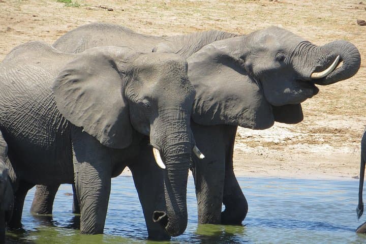 Chobe Full Day Safari from Victoria Falls — Game Drive & River Cruise photo 4
