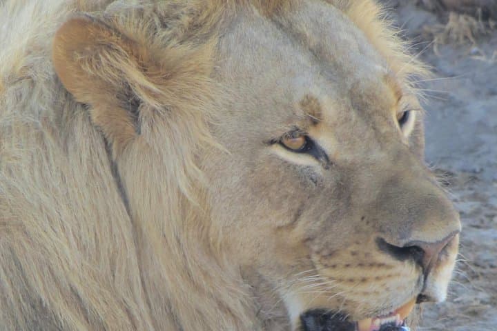 Chobe Full Day Safari from Victoria Falls — Game Drive & River Cruise photo 5