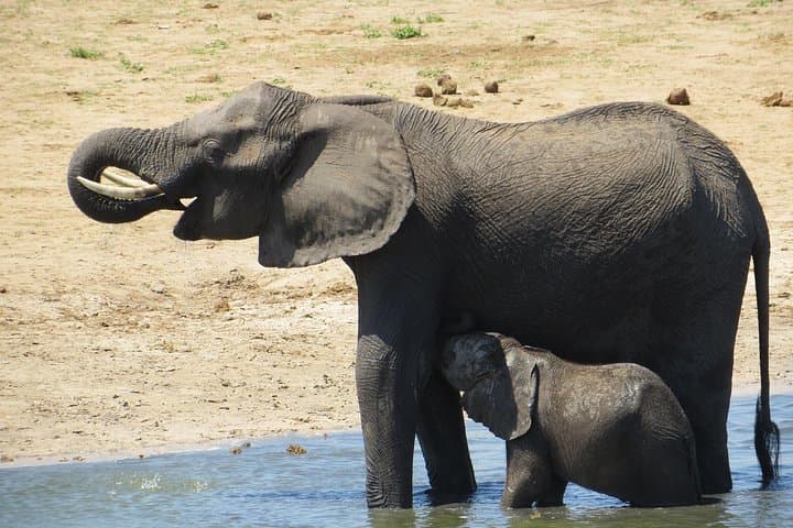Chobe Full Day Safari from Victoria Falls — Game Drive & River Cruise photo 6