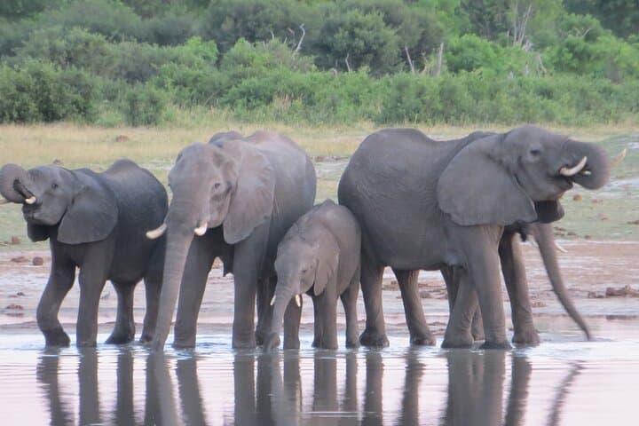 Victoria Falls Combo: 3–4 Day Big Five, Helicopter & Chobe Safari