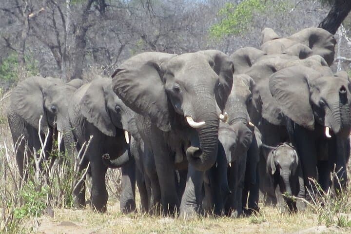 Victoria Falls Combo: 3–4 Day Big Five, Helicopter & Chobe Safari photo 3