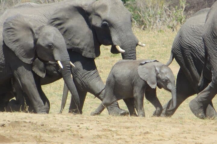 Victoria Falls Combo: 3–4 Day Big Five, Helicopter & Chobe Safari photo 4