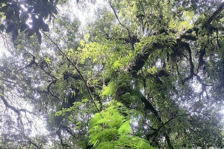 Private Full-Day Doi Inthanon National Park Tour from Chiang Mai photo 5