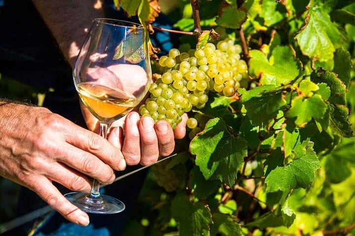 Half-Day Provence Organic Wine Tasting from Nice — Saint-Jeannet & Saint-Paul-de-Vence