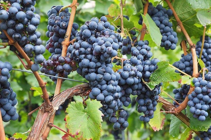 Half-Day Provence Organic Wine Tasting from Nice — Saint-Jeannet & Saint-Paul-de-Vence photo 5