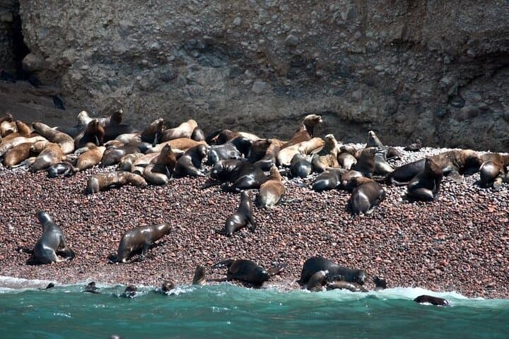 Nazca Lines and Ballestas Islands Private Day Trip from Lima (Ballestas Boat + Nazca Flight) photo 3