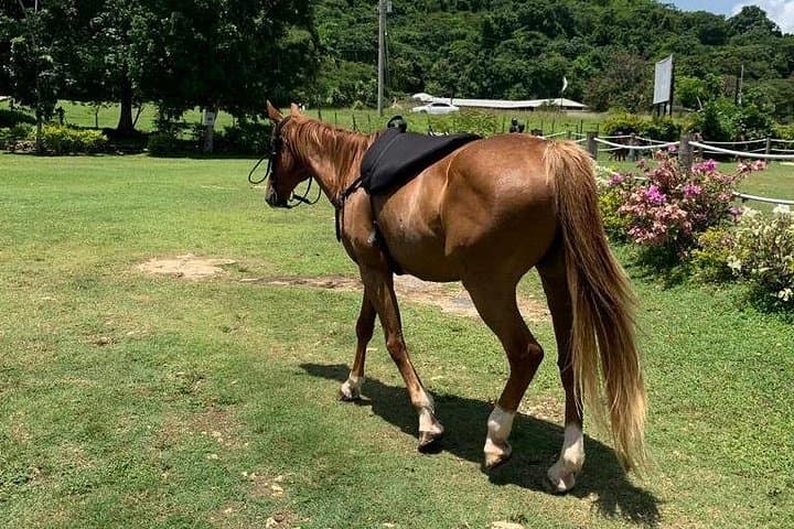 Montego Bay Horseback, ATV & Catamaran Party Cruise — Ride, Snorkel, Dance photo 1