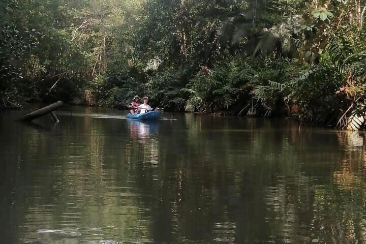 Close-Up Monkey Kayak Tour — 2-Hour Mangrove & Wildlife Paddle in Quepos