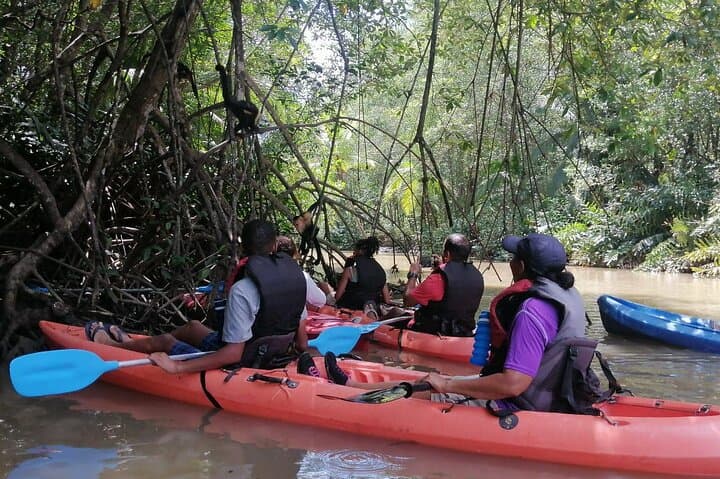 Close-Up Monkey Kayak Tour — 2-Hour Mangrove & Wildlife Paddle in Quepos photo 4