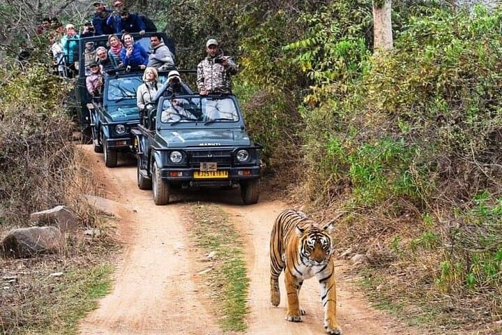 Ranthambore Tiger Safari: Private Full-Day Tour from Jaipur photo 5