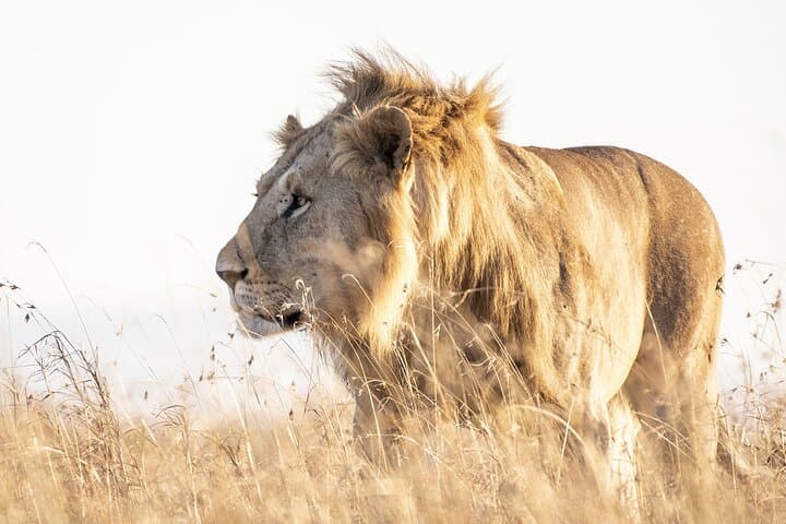 Private Lion & Safari Park Tour from Johannesburg — 5-Hour Guided Wildlife Experience