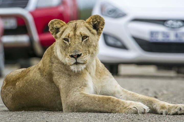 Private Lion & Safari Park Tour from Johannesburg — 5-Hour Guided Wildlife Experience photo 2