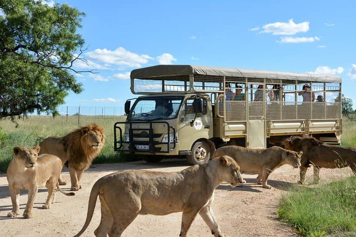 Private Lion & Safari Park Tour from Johannesburg — 5-Hour Guided Wildlife Experience photo 3