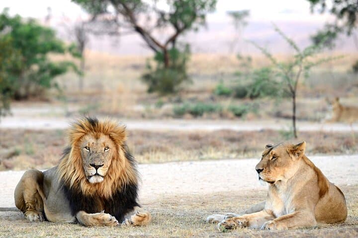 Private Lion & Safari Park Tour from Johannesburg — 5-Hour Guided Wildlife Experience photo 4