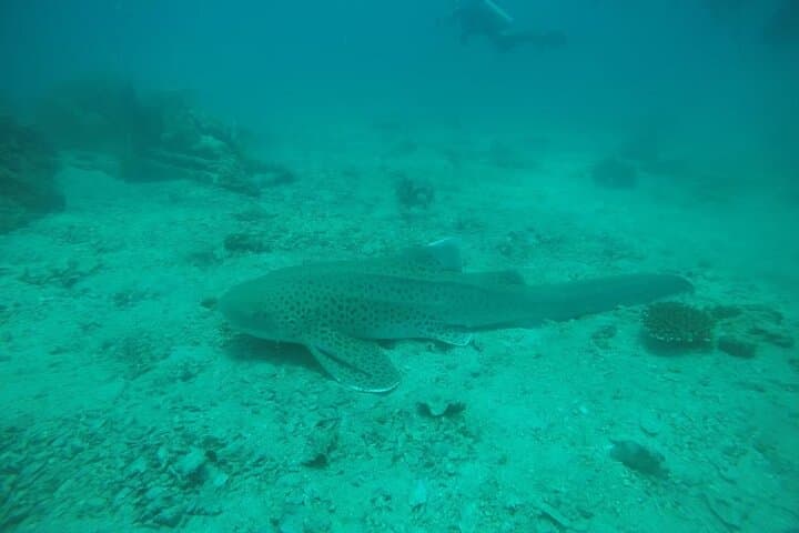 Phi Phi Discover Scuba: Private Half-Day Intro Dive on Tropical Reefs photo 3