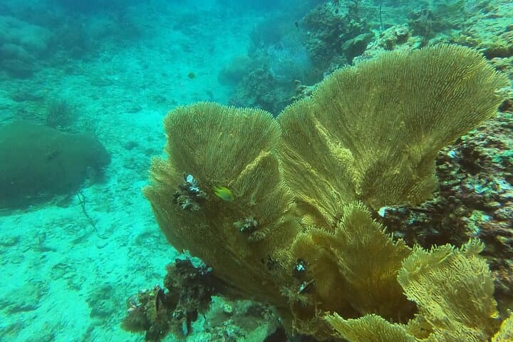 Phi Phi Discover Scuba: Private Half-Day Intro Dive on Tropical Reefs photo 4