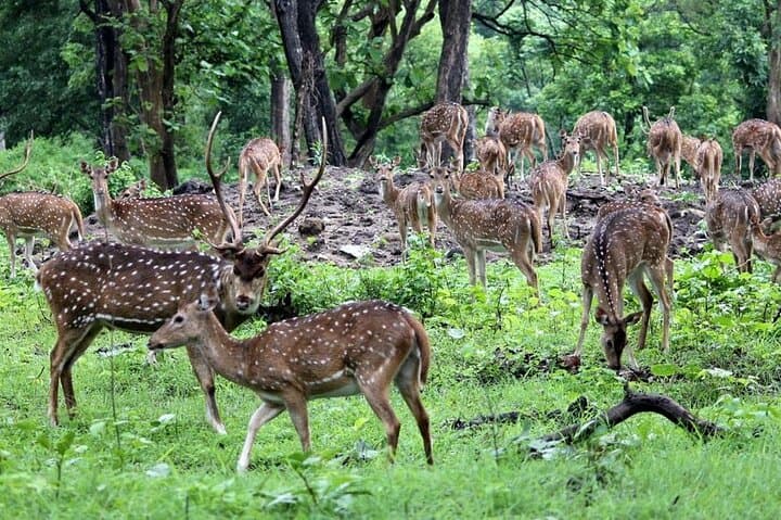 Bardia National Park 3-Night Jungle Safari: Tigers, Rhinos & Tharu Culture photo 3
