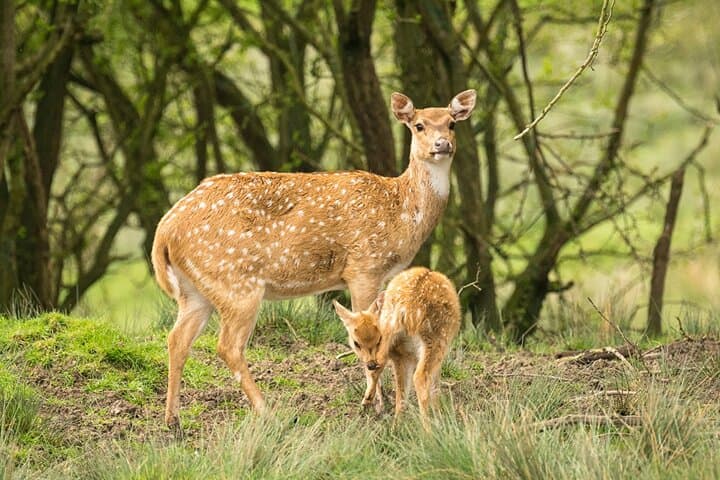 Bardia National Park 3-Night Jungle Safari: Tigers, Rhinos & Tharu Culture photo 4
