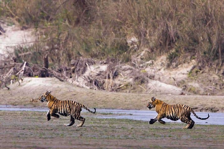 Bardia National Park 3-Night Jungle Safari: Tigers, Rhinos & Tharu Culture photo 5