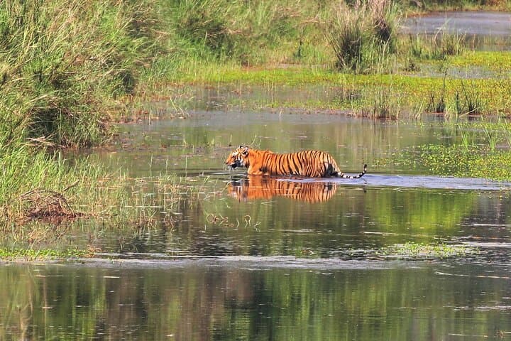 Bardia National Park 3-Night Jungle Safari: Tigers, Rhinos & Tharu Culture photo 6