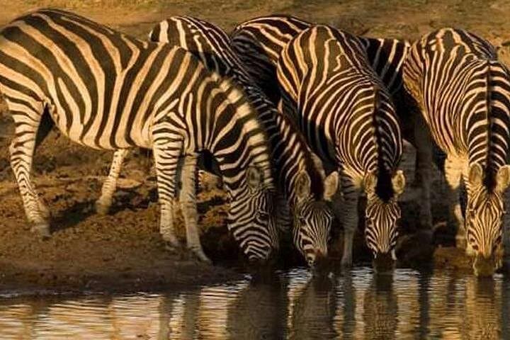 Private Pilanesberg Full-Day Safari from Johannesburg — Big Five Game Drive photo 2
