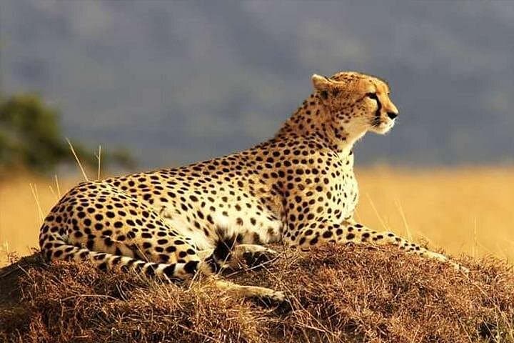 Private Pilanesberg Full-Day Safari from Johannesburg — Big Five Game Drive photo 3