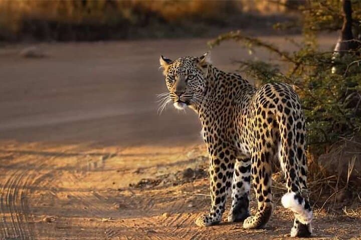 Private Pilanesberg Full-Day Safari from Johannesburg — Big Five Game Drive photo 1
