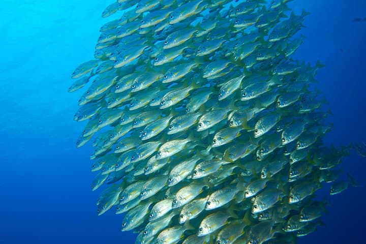 24-Hour Snorkel Rental in Radazul: Explore Tenerife's Underwater World photo 4