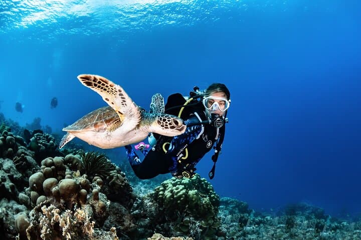 Guided Scuba Diving in Tenerife: Top Radazul Dive Sites for Certified Divers photo 5