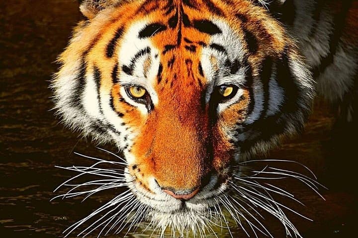 3-Day Ranthambore Tiger Safari from Delhi — Morning & Afternoon Game Drives photo 2