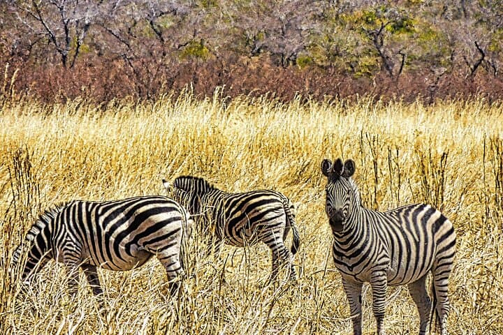 Beyond the Falls: Chamabondo Safari Game Drive near Victoria Falls photo 6