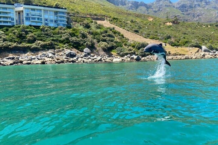 Guided Kayaking in Hout Bay: Seal Encounters & Chapman’s Peak Views photo 5