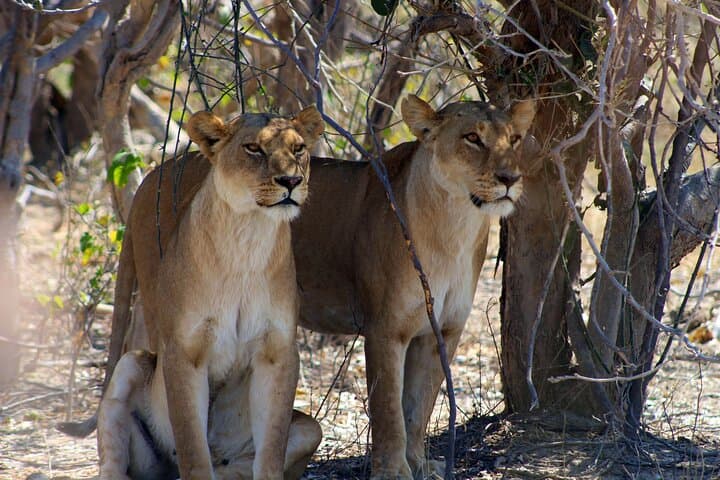 7-Day Moremi & Okavango Delta Safari: Mokoro, Game Drives & Savuti Rock Art photo 1