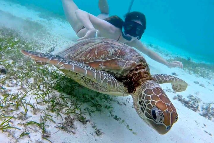 Snorkel with Turtles at Green Cay: Half-Day Excursion from Nassau photo 2