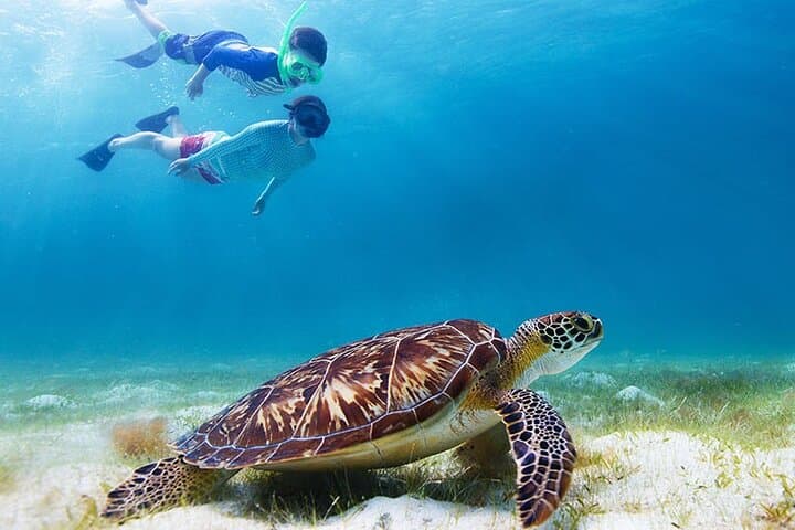 Snorkel with Turtles at Green Cay: Half-Day Excursion from Nassau photo 3
