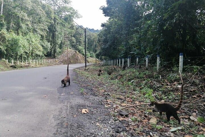 Monteverde to La Fortuna Transfer via Lake Arenal: Scenic Boat-and-Land Route photo 4