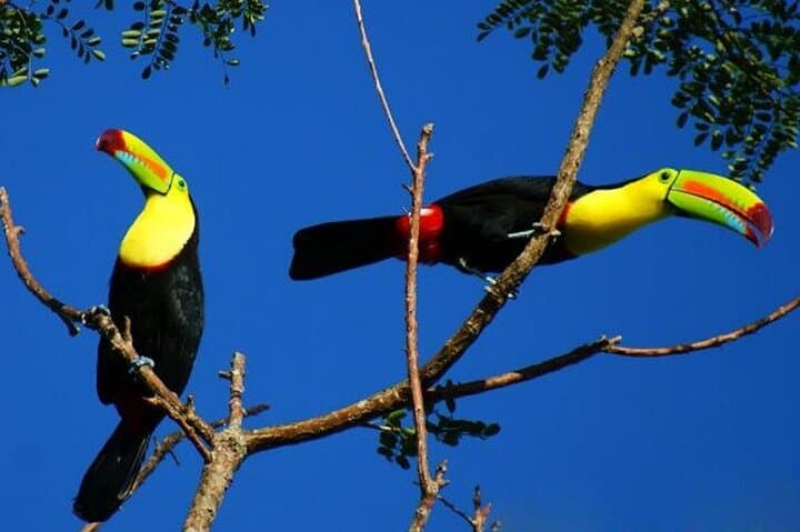Rio Celeste Tubing & Waterfall Hike: Private Day Trip from Tamarindo photo 5