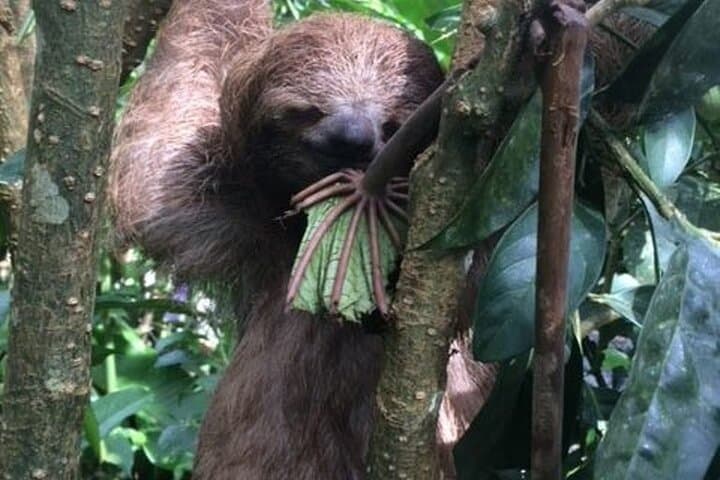 Rio Celeste Waterfall & Hot Springs: Private Full-Day Hiking Adventure from Guanacaste photo 4