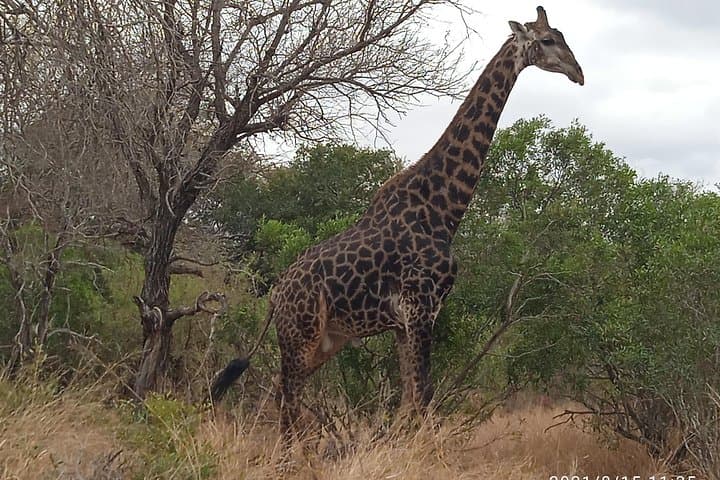 5-Day Kruger Safari: Budget Lodges, Camp Nights & Panorama Route photo 4