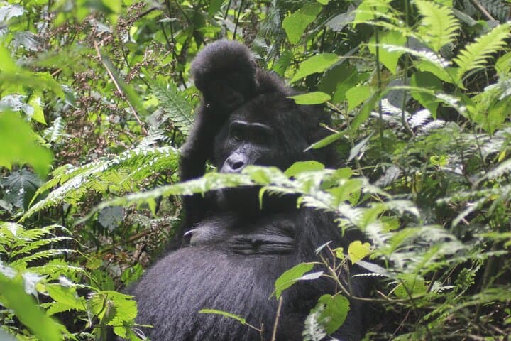 12-Day Uganda Chimps, Gorillas & Waterfalls Safari photo 5