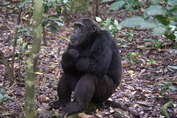 12-Day Uganda Chimps, Gorillas & Waterfalls Safari photo 2